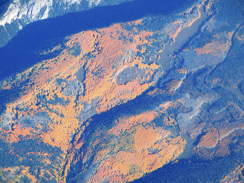 Aspens in Fall Color: 