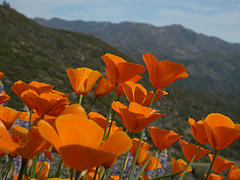 Figueroa loop, 2005