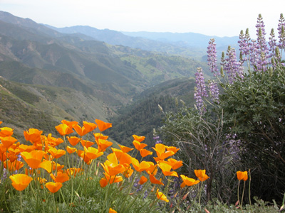 Figueroa Flowers
