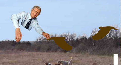 harry and quail