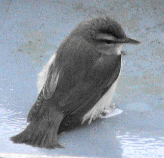 Miracle Bird
