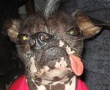Pee Wee the ugly dog