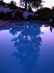Pine reflection