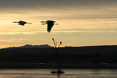 Rick shot of 3 birds