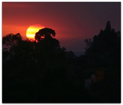 Sunset in the trees